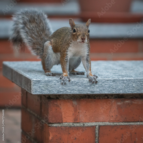 squirrel standing on urban brick structure, perfect for wildlife, city nature, and storytelling content highlighting adaptability, curiosity, and interaction between animals and urban environments.