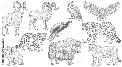 Various Wild Animals in Black and White.