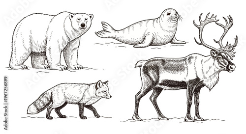 Arctic Animals Polar Bear Seal Reindeer Fox.