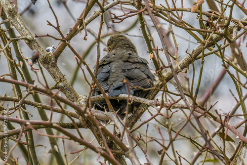 Small bird fluffed up in dense branches during cold weather