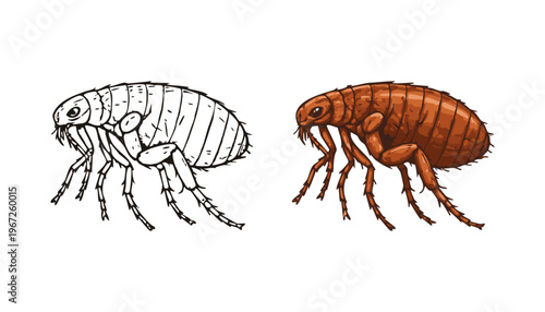 Detailed clean vector illustration of a flea insect, shown in black outline and colored version. Realistic entomology drawing isolated on white, suitable for education, pest control and biology themes