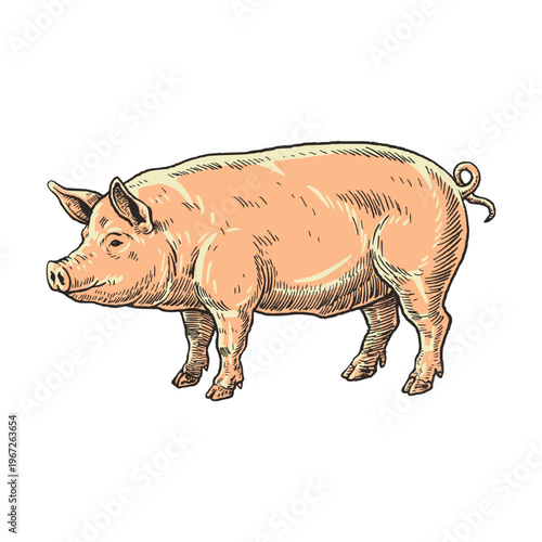 Domestic Pig in Detailed Farm Illustration Style