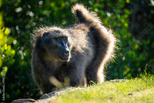 Fotografie A male chacma baboon (Papio ursinus) in the afternoon light