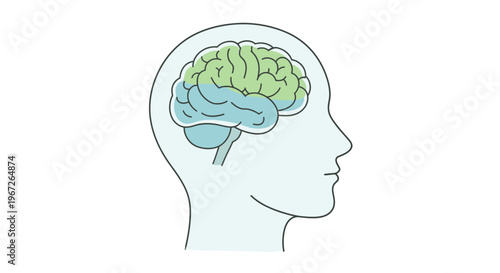 Human brain anatomy illustration for educational purposes.