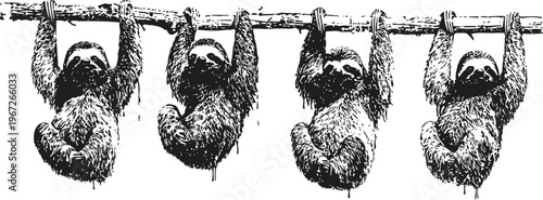 Four sloths hanging from tree branch, relaxed animals in natural wildlife habitat