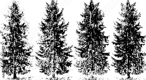 Four tall pine trees silhouettes on white background nature forest evergreen conifer wood landscape illustration