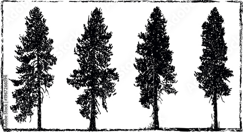 Four detailed silhouette pine trees isolated on white background in vertical alignment