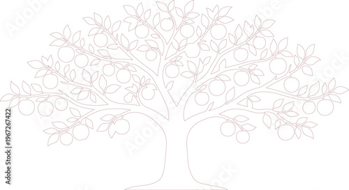 Árbol de naranjas minimalista en líneas finas, ilustración vectorial de naranjo con frutos, dibujo lineal botánico de cítricos