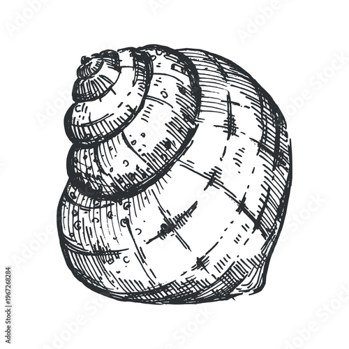 A hand-drawn vector sketch of a seashell. A detailed vector illustration of a spiral nautilus shell. A nautical element for nautical-themed interiors and crafts.