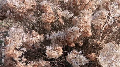 Dried hydrangea flowers are clustered on a bush in a garden during winter. The weather is clear and sunny, with a focus on the plant's unique texture and shape.