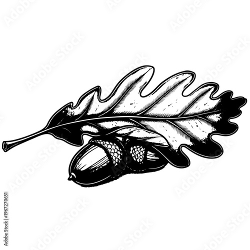 Detailed hand drawn oak leaf with acorns vintage forest nature illustration black and white vector for autumn season woodland conservation organic botanical branding and natural environment projects.