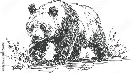 hand drawn giant panda walking through grass with detailed sketch lines and natural wildlife theme