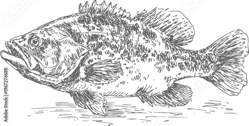 detailed black and white illustration of a large fish with spiked dorsal fin and textured scales