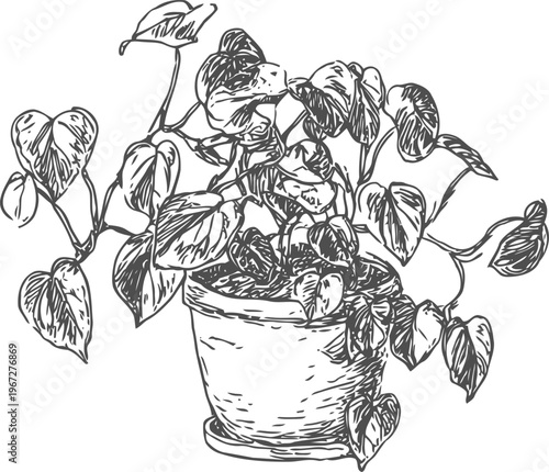 Indoor potted plant with heart shaped leaves hand drawn illustration houseplant greenery decoration sketch