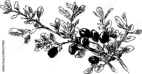 Olive branch with ripe black olives and leaves detailed botanical drawing illustration