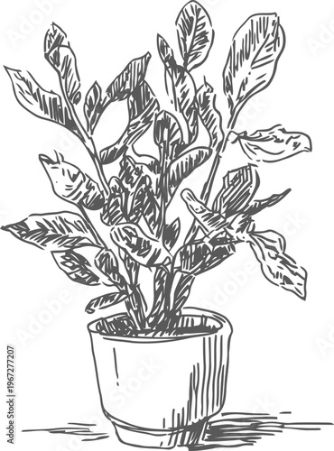 indoor potted plant with broad leaves hand drawn botanical sketch, houseplant decor illustration