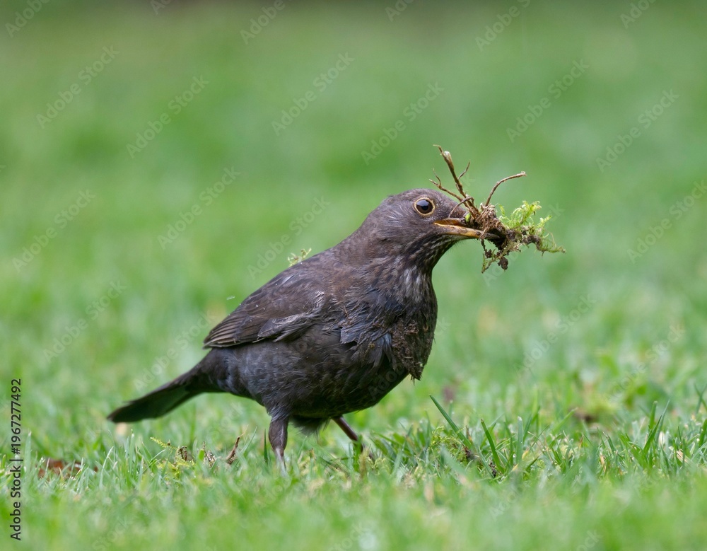 Obraz premium Female common blackbird collecting nest material