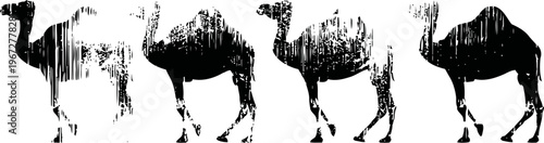 black and white silhouette of four camels in a row, walking desert animals with distinctive humps
