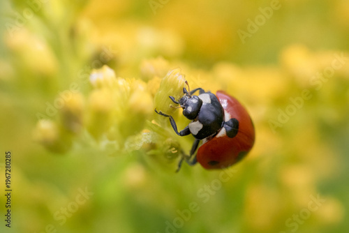 Macro photo of red ladybug on yellow goldenrod flower
