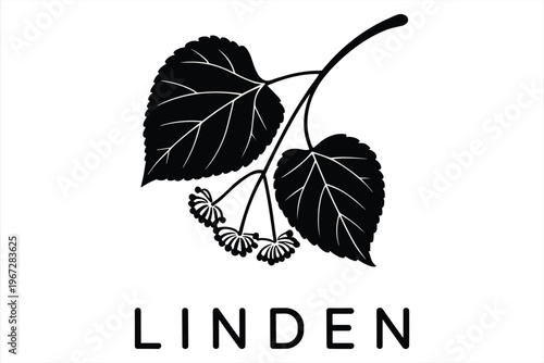Black Silhouette Of Linden Tree Leaves And Flowers With Text Keywords: linden, tree, leaves, flowers, branch, botanical, nature