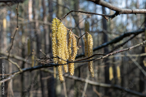 Flowering hazel catkins on branches in early spring