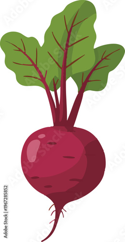 Beetroot Vector Illustration – Fresh Red Beet with Green Leaves Isolated on White Background