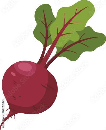 Beetroot Vector Illustration – Fresh Red Beet with Green Leaves Isolated on White Background