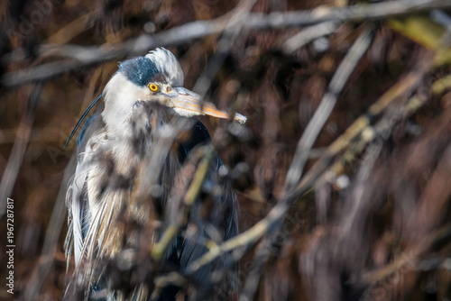 Grey heron hidden in reeds with natural camouflage in wetland habitat