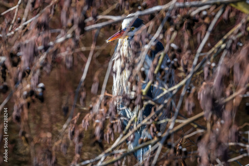 Grey heron hidden in reeds with natural camouflage in wetland habitat