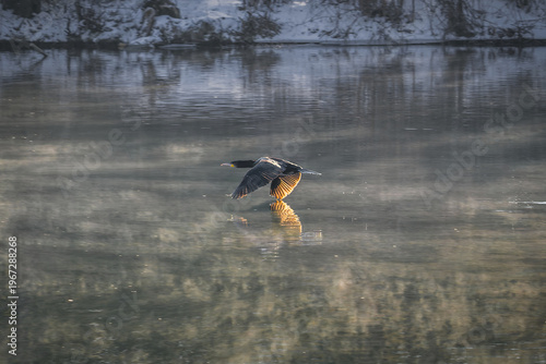 Cormorant flying low over misty river with reflection in soft morning light