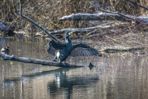 Great cormorant drying wings on branch over calm water
