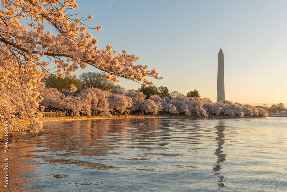 Obraz premium Tidal Basin During Full Bloom at Sunrise in Washington DC with Yoshino Cherry Blossom Tree Branch in Foreground and Washington Monument in Background