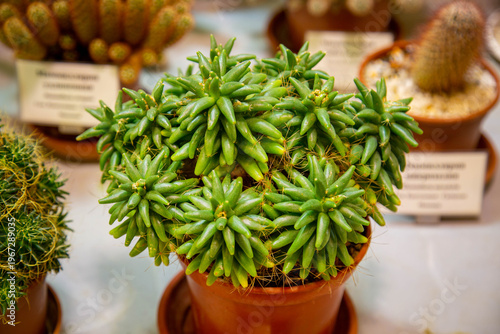 Fotografija Dolihotele is long-stemmed with unusual green leaves
