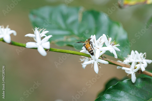 Foto Honeybee Pollinates White Coffee Blossoms On A Branch During Spring