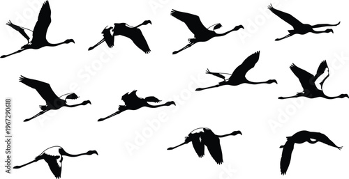 Flamingo Flying Silhouettes Set for Nature, Wildlife, and Birdwatching Illustrations