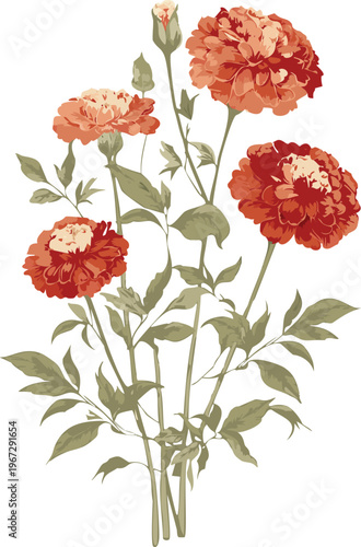 Red vintage rustic marigold flower garden field, modern botanical poster flat illustration for print, card stationery design, transparent vector decorative art, gouache watercolor old world boho style