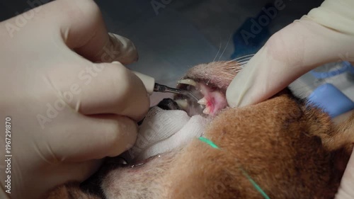 Professional veterinary dentist in a clinic performing a dental scaling procedure on a sedated domestic cat's teeth to remove plaque and tartar for improved oral health and hygiene.