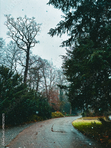 Atmospheric winter landscape with bare trees and evergreen forest.