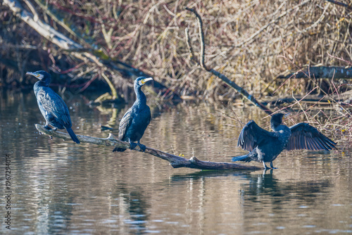 Group of great cormorants resting on branch over water with wings spread