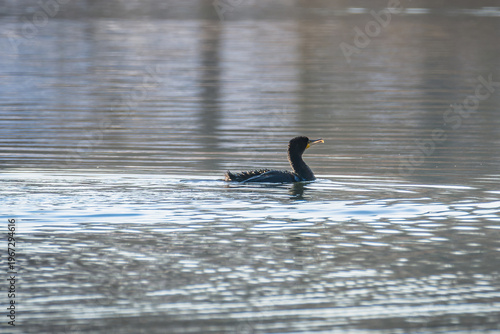 Great cormorant swimming on calm water with minimal composition