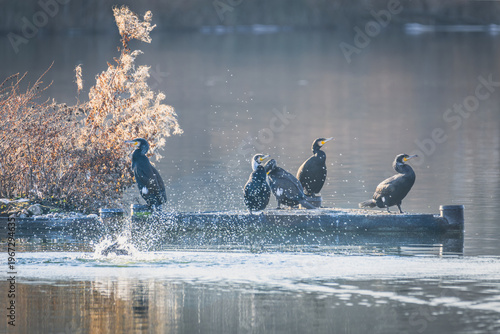 Cormorants on branch as bird dives into water creating splash