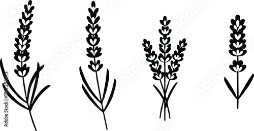  Lavender is a fragrant flowering plant known for its purple flowers and calming scent. It's commonly used in aromatherapy, perfumes, and culinary applications.