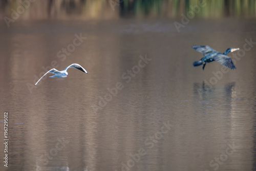 Seagull flying low over calm water with reflection