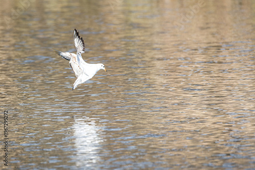 Seagull flying low over calm water with reflection