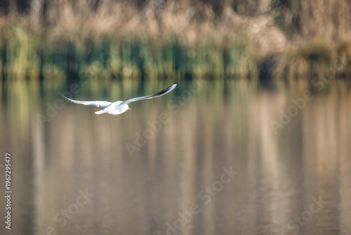 Seagull flying low over calm water with reflection