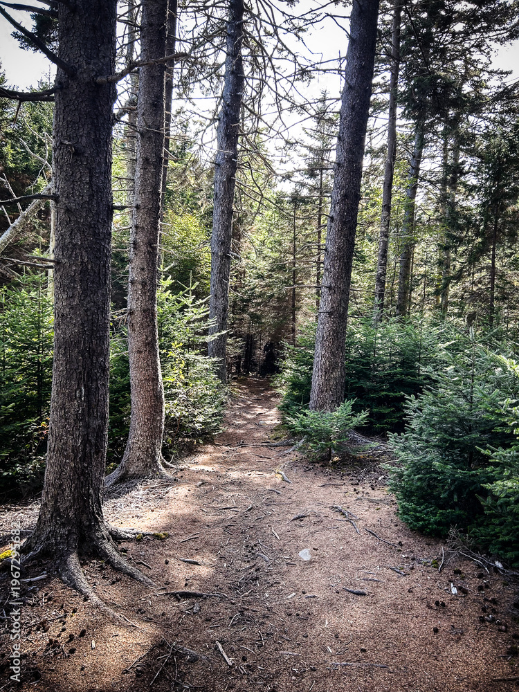 Fototapeta premium Shaded Forest Trail Through Spruce and Pine on Monhegan Island