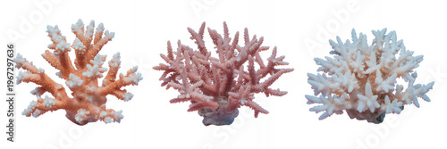 Three coral reef fragments with bases on white background coral fragments