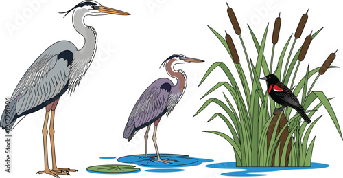 Herons and Marsh Bird Illustration with Cattails and Water for Nature, Wildlife, and Wetland Art Designs"