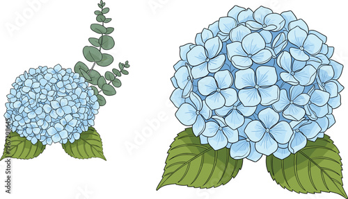 Blue Hydrangea Flower Illustration with Eucalyptus Leaves, Perfect for Botanical, Nature, and Floral Designs