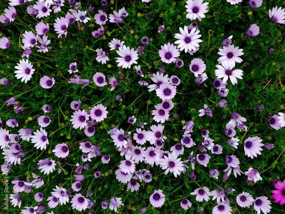 Obraz premium Colorful flowers blooming in spring